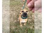 Black Mouth Cur Mix DOG FOR ADOPTION RGADN-1369957 - Isaac - Black Mouth Cur /
