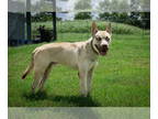 Huskies Mix DOG FOR ADOPTION RGADN-1369962 - Rhylee - Husky / Mixed Dog For