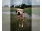 Labrador Retriever Mix DOG FOR ADOPTION RGADN-1369967 - Brayton - Labrador