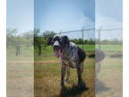 German Shorthaired Pointer Mix DOG FOR ADOPTION RGADN-1369974 - Steve - German