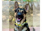 German Shepherd Dog DOG FOR ADOPTION RGADN-1369988 - Scout - German Shepherd Dog