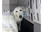 Golden Retriever DOG FOR ADOPTION RGADN-1370019 - Ember - Golden Retriever Dog
