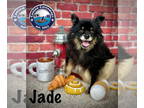 Pomeranian DOG FOR ADOPTION RGADN-1370035 - Jade - Pomeranian (long coat) Dog