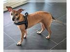 Miniature Pinscher Mix DOG FOR ADOPTION RGADN-1370053 - Banana TX - Miniature