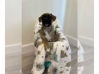 American Staffordshire Terrier DOG FOR ADOPTION RGADN-1370077 - Amigo - American