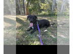 Dachshund Mix DOG FOR ADOPTION RGADN-1370104 - Tucker - Dachshund / Mixed Dog