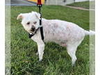 Bichon Frise DOG FOR ADOPTION RGADN-1370105 - Edsel - Bichon Frise Dog For