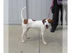 Beagle Mix DOG FOR ADOPTION RGADN-1370135 - WILBUR - Beagle / Mixed (medium