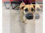 Black Mouth Cur DOG FOR ADOPTION RGADN-1370139 - A767742 - Black Mouth Cur