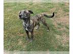 Plott Hound DOG FOR ADOPTION RGADN-1370141 - GRADY - Plott Hound (short coat)