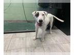 Bull Terrier Mix DOG FOR ADOPTION RGADN-1370165 - WATSON - Bull Terrier / Mixed
