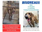 Catahoula Leopard Dog-Plott Hound Mix DOG FOR ADOPTION RGADN-1370197 - Boudreaux