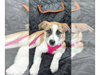 Australian Shepherd-Black Mouth Cur Mix DOG FOR ADOPTION RGADN-1370213 -