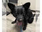 Australian Shepherd Mix DOG FOR ADOPTION RGADN-1370272 - FURIOSA - Australian