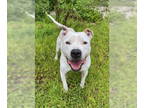 American Pit Bull Terrier DOG FOR ADOPTION RGADN-1370282 - Kane (6320) - Pit