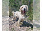 English Setter DOG FOR ADOPTION RGADN-1370287 - Jacob (6392) - English Setter