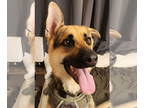 German Shepherd Dog DOG FOR ADOPTION RGADN-1370297 - Vader - German Shepherd Dog