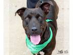 Dachshund Mix DOG FOR ADOPTION RGADN-1370307 - Capitan - Terrier / Dachshund /