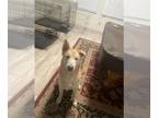 Huskies Mix DOG FOR ADOPTION RGADN-1370363 - JAGER - Husky / Mixed (medium coat)