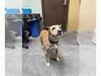 Bull Terrier DOG FOR ADOPTION RGADN-1370369 - HERBERT - Bull Terrier (medium