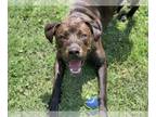 Mastiff Mix DOG FOR ADOPTION RGADN-1370406 - Dog - Mastiff / Mixed (medium coat)