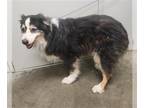 Australian Shepherd DOG FOR ADOPTION RGADN-1370507 - TOBY - Australian Shepherd