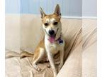 Shiba Inu Mix DOG FOR ADOPTION RGADN-1370508 - Samson - Shiba Inu / Mixed (short