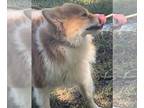 Pomeranian DOG FOR ADOPTION RGADN-1370509 - Anita - Pomeranian (long coat) Dog