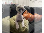 Shih Tzu DOG FOR ADOPTION RGADN-1370523 - Chewy - Shih Tzu (short coat) Dog For