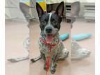 Australian Cattle Dog DOG FOR ADOPTION RGADN-1370551 - MYRA - Queensland Heeler