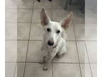 Mix DOG FOR ADOPTION RGADN-1370562 - Bowie - White German Shepherd (long coat)