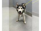 Huskies Mix DOG FOR ADOPTION RGADN-1370616 - NACHO - Husky / Mixed (medium coat)