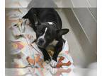 American French Bull Terrier DOG FOR ADOPTION RGADN-1370621 - MOZZIE - French