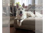 Mix DOG FOR ADOPTION RGADN-1370642 - Scarlett - White German Shepherd (long