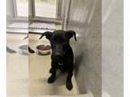 Shepradors DOG FOR ADOPTION RGADN-1370678 - LEVI - Labrador Retriever / German