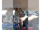 American Pit Bull Terrier Mix DOG FOR ADOPTION RGADN-1370684 - Stone - American