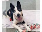 Border Collie Mix DOG FOR ADOPTION RGADN-1370686 - Skye #ice-blue-eyes - Cattle