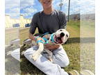 American Pit Bull Terrier DOG FOR ADOPTION RGADN-1370690 - Jimmy Graham -