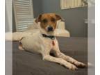 Jack Russell Terrier Mix DOG FOR ADOPTION RGADN-1370730 - Rita - Jack Russell
