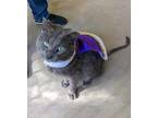 Adopt Prince Caspian a Domestic Shorthair / Mixed (short coat) cat in