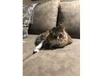 Adopt Lily a Calico or Dilute Calico Calico / Mixed (long coat) cat in Glendale