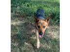 Adopt Pintas a Black - with Brown, Red, Golden, Orange or Chestnut German