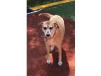 Adopt Tom a Red/Golden/Orange/Chestnut - with Black Labrador Retriever / German