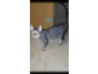 Adopt Toby a Gray, Blue or Silver Tabby Domestic Shorthair / Mixed cat in