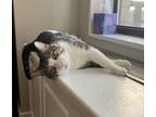 Adopt Todd a Brown Tabby Domestic Shorthair (short coat) cat in New York