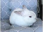 Casper, Lop-eared For Adoption In Hillside, New Jersey