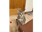 Angela24, Domestic Shorthair For Adoption In Milwaukee, Wisconsin