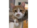 Aspen24, Domestic Shorthair For Adoption In Milwaukee, Wisconsin
