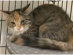 Baguette24, Domestic Shorthair For Adoption In Milwaukee, Wisconsin