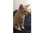 Carrot, Domestic Shorthair For Adoption In Waterbury, Connecticut